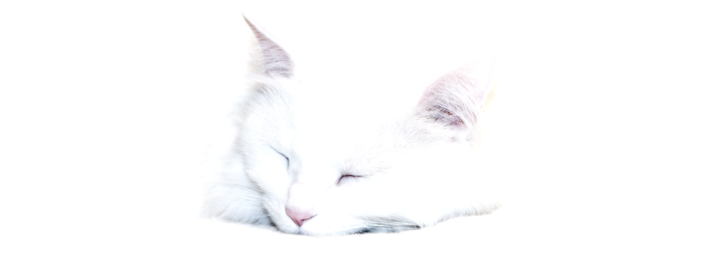 Cats’ ocular abilities do not appear until they are twelve weeks old. In fact, they open their eyes aged between 7 and 14 days.